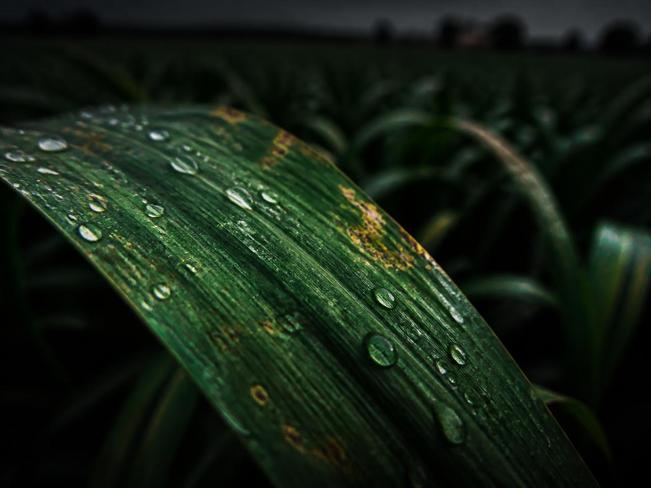 Macro photograph of a crop leaf