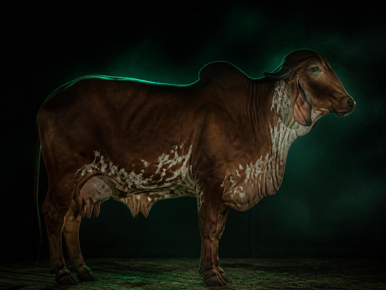 Indian dairy cow under AI veterinary scanning